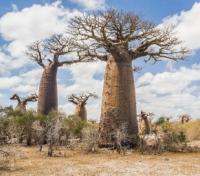 Madagascar's Baobab Tree